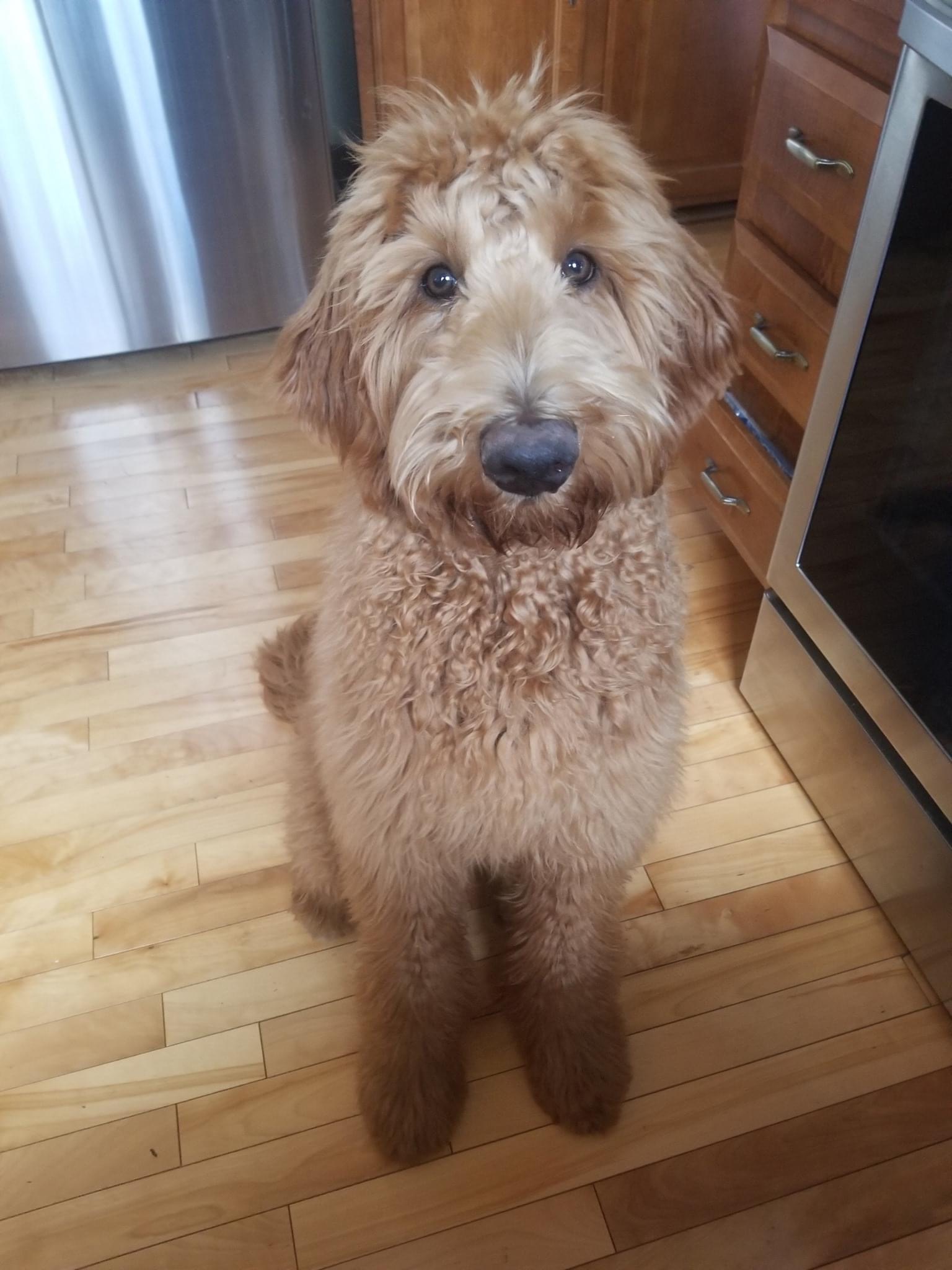 Tobi sitting in the kitchen.